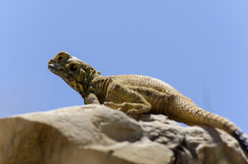 Iguane 