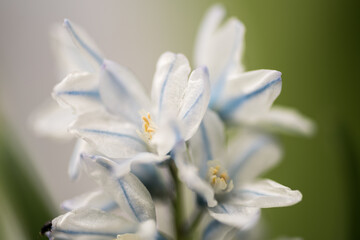 Fototapeta na wymiar Hintergrund aus weißen Blüten