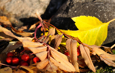 Autumn leaves of rowan and red berries close up. Colored autumn leaves of orange and yellow colors. Autumn came, leaves flew from the trees.