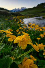 mountain creek with yellow flowers and Mount Titlis in the distance in Melchsee-Frutt