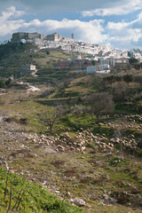 Fototapeta na wymiar Minervino Murge, Barletta Andria, Trani. Panorama del borgo sul colle con gregge di pecore a valle.