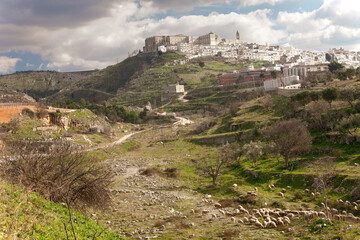 Minervino Murge, Barletta Andria, Trani. Panorama del borgo sul colle con gregge di pecore a valle.