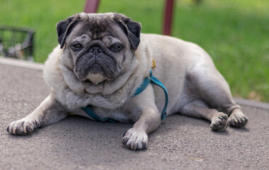 dog, pug breed, pet, close-up, lies on an asphalt path