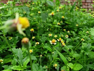 yellow flowers in the garden