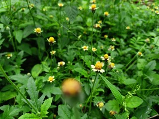 yellow flowers in the garden