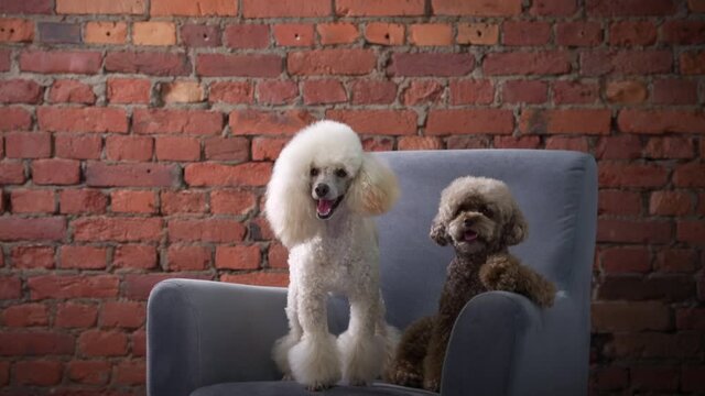 two poodles on an armchair in a loft interior. Dog on a brick wall background. 