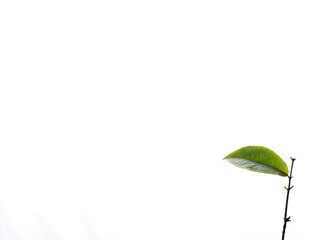 Small branch with green leaf isolated on white background