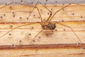 adult female Short-bodied Cellar Spider - obrazy, fototapety, plakaty
