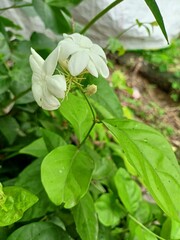 flowers in the garden