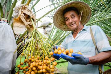 Asian elderly man farmer smiling happily holding fresh yellow dates and harvesting produce in the...