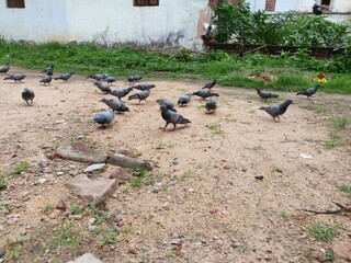 Pigeons are eating food.