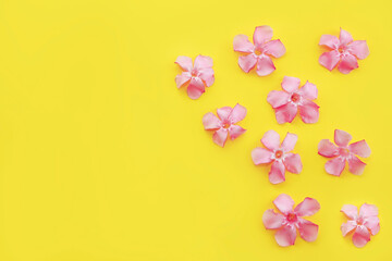 Fototapeta na wymiar pink oleander flowers on a yellow background