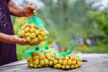 close-up photo Asian elderly farmer Holding fresh yellow dates and harvesting produce in the date palm plantation. Agriculture Concept: Senior Farmer with Fresh Dates