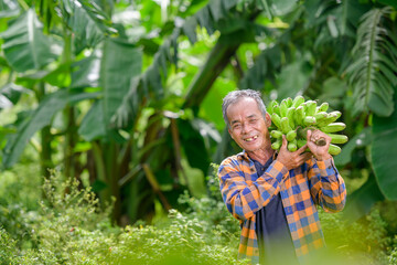 Asian elderly male farmer smiling happily holding unripe bananas and harvesting crops in the banana...
