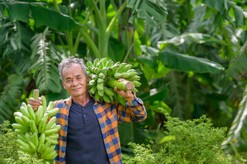 Asian elderly male farmer smiling happily holding unripe bananas and harvesting crops in the banana plantation Agricultural concept: Senior man farmer with fresh green bananas © เลิศลักษณ์ ทิพชัย