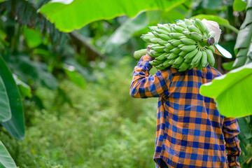 Asian elderly male farmer smiling happily holding unripe bananas and harvesting crops in the banana plantation Agricultural concept: Senior man farmer with fresh green bananas © เลิศลักษณ์ ทิพชัย