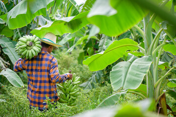 Asian elderly male farmer smiling happily holding unripe bananas and harvesting crops in the banana plantation Agricultural concept: Senior man farmer with fresh green bananas © เลิศลักษณ์ ทิพชัย