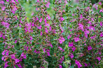 Fototapeta premium Teucrium lucydris plants, pink inflorescence. Medicinal herb.