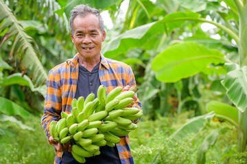 Asian elderly male farmer smiling happily holding unripe bananas and harvesting crops in the banana plantation Agricultural concept: Senior man farmer with fresh green bananas © เลิศลักษณ์ ทิพชัย