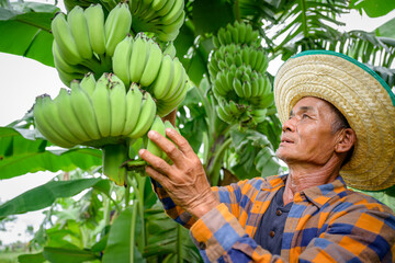 Asian elderly male farmer smiling happily holding unripe bananas and harvesting crops in the banana plantation Agricultural concept: Senior man farmer with fresh green bananas