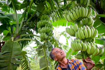 Asian elderly male farmer smiling happily holding unripe bananas and harvesting crops in the banana plantation Agricultural concept: Senior man farmer with fresh green bananas © เลิศลักษณ์ ทิพชัย
