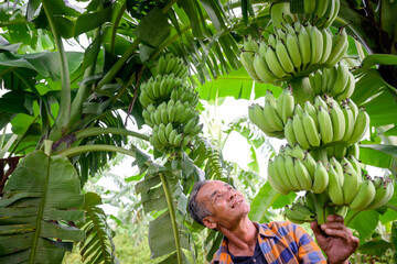 Asian elderly male farmer smiling happily holding unripe bananas and harvesting crops in the banana...