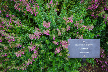 Teucrium lucydris plants, pink inflorescence. Medicinal herb.