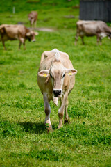 Fototapeta premium a young swiss cow walking towards camera on Engstlenalp in the Bernese Alps
