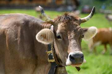 portrait of a beautiful swiss cow on an alpine meadow