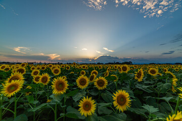 野木のひまわり畑