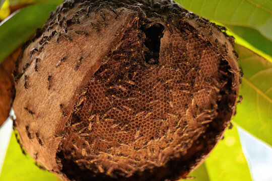 wasp nest of Long-waisted Honey Wasp