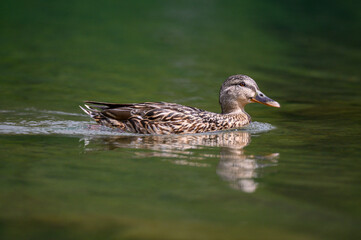 portrait of a female mallard (Anas platyrhynchos) with shallow dept of field