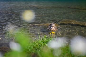 a female mallard (Anas platyrhynchos) with shallow dept of field