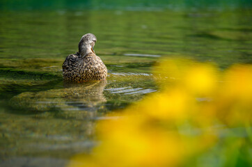 Fototapeta premium portrait of a female mallard (Anas platyrhynchos) cleaning its feathers in a mountain lake