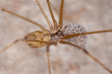Adult Female Cellar Spider - obrazy, fototapety, plakaty