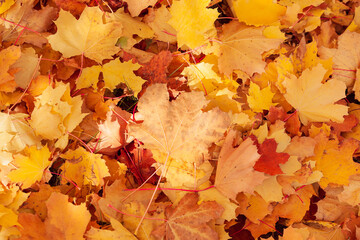 Bright colorful autumn leaves on the ground