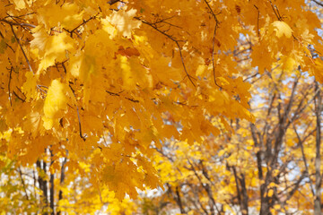 Autumn colored leaves, autumn maple, background, golden leaves