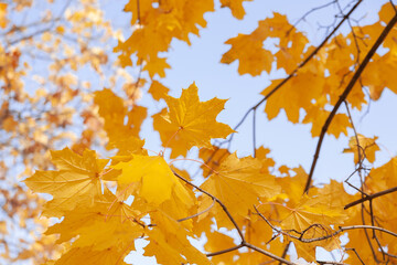 Fototapeta na wymiar Autumn colored leaves on a background of blue sky