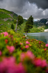 two oldgrown trees at Engstlensee in the Bernese Alps with pink alpine roses