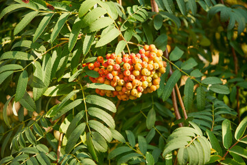 rowan, Sorbus aucuparia © Marcin Łazarczyk