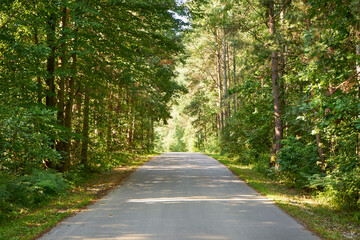 Fototapeta premium summer forest road,path,forest path