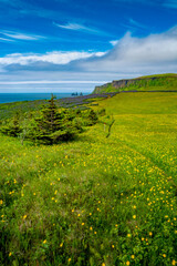 Fototapeta premium View over hiking trail through yellow meadow flowers field near Vik town, with Reynisdrangar rock pillars, South Iceland at summer sunny day and blue sky