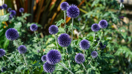 Obraz premium Veitch's Blue Globe Thistle or Echinops ritro 'Veitch's Blue'