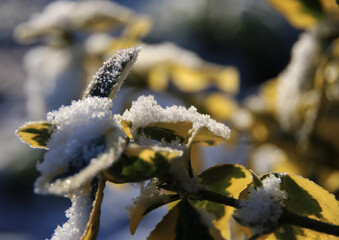There's Just Something About Thick Snow on Leaves
