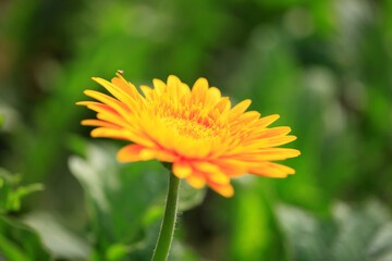 African chrysanthemum
