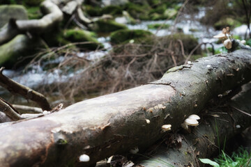 September in the Giant Mountains, white young mushrooms
