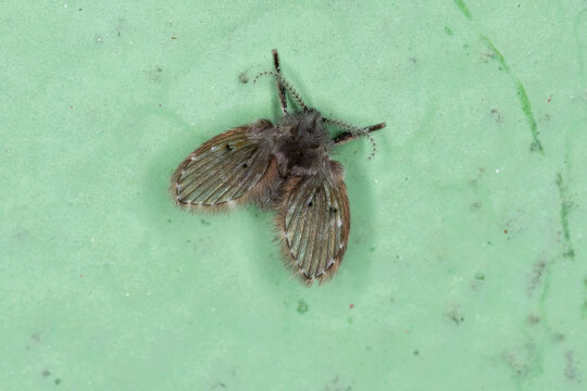Adult Bathroom Moth Midge