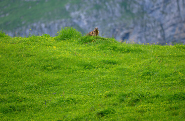Alpine marmot (Marmota marmota) on a ridge in a lush green alpine summer meadow in the Bernese Alps
