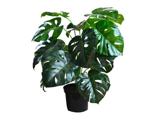 monstera green potted houseplant, home decorative flower pot isolated