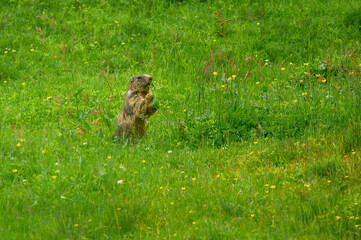 Alpine marmot (Marmota marmota) in a lush green alpine summer meadow in the Bernese Alps